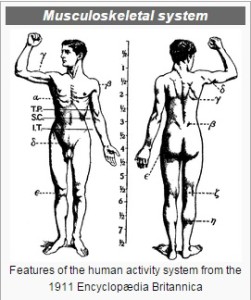 musculoskeletal system-wikipedia